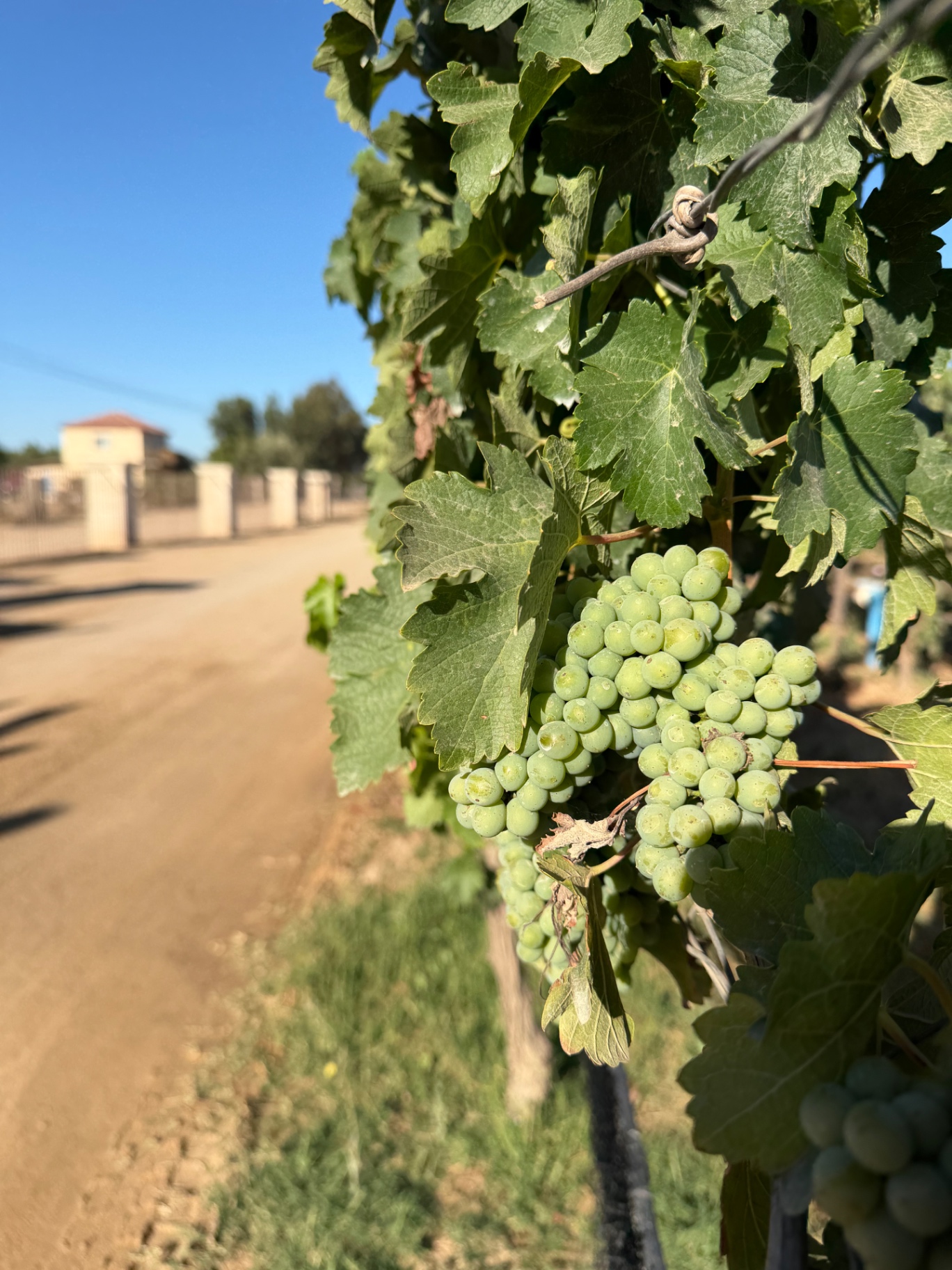 Green grapes on the vine.