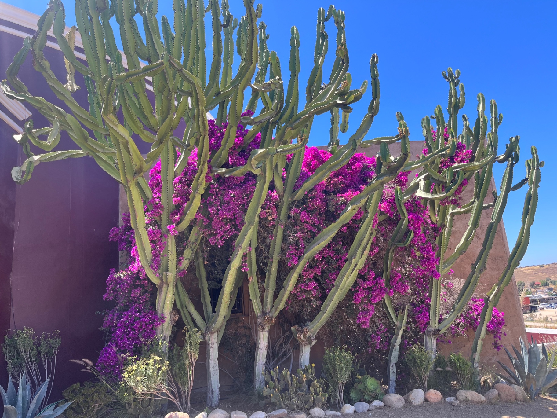 Cardón cactus and bougainvillea against a wine-colored wall.