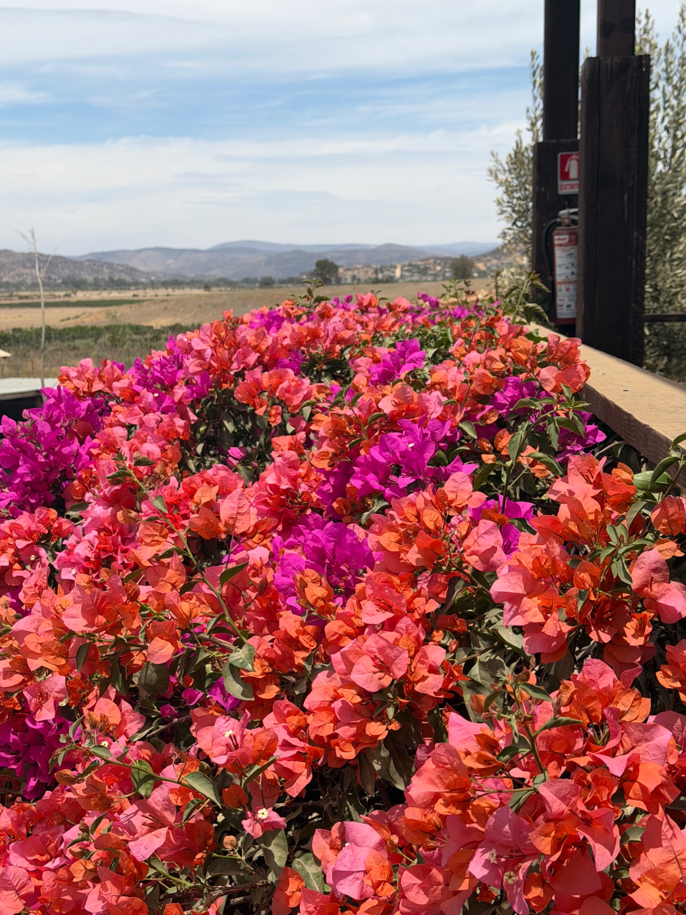 Bougainvillea in bloom near the valley's hives.