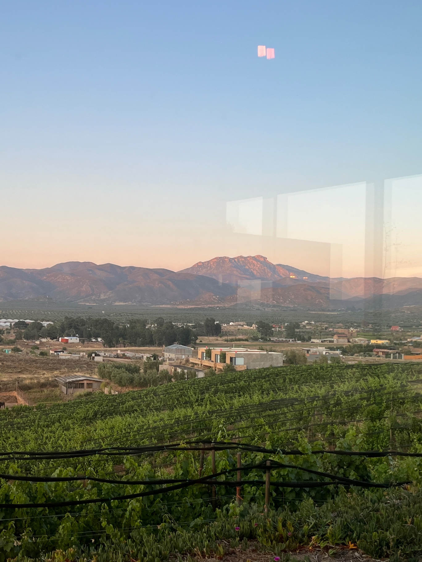 Valle de Guadalupe at golden hour with vineyards and olives.