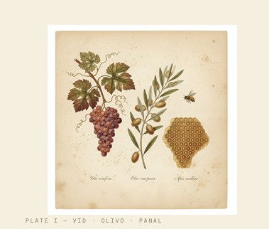 Plate I — Vine · Olive · Honeycomb. Botanical illustration for Edition I.