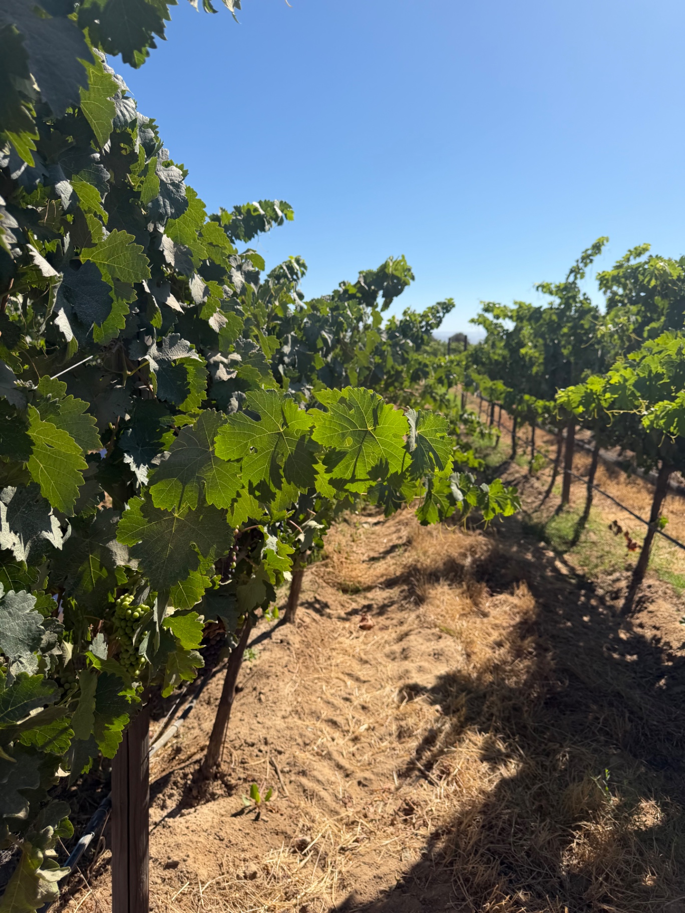 A row of vines under the Valle de Guadalupe sky.