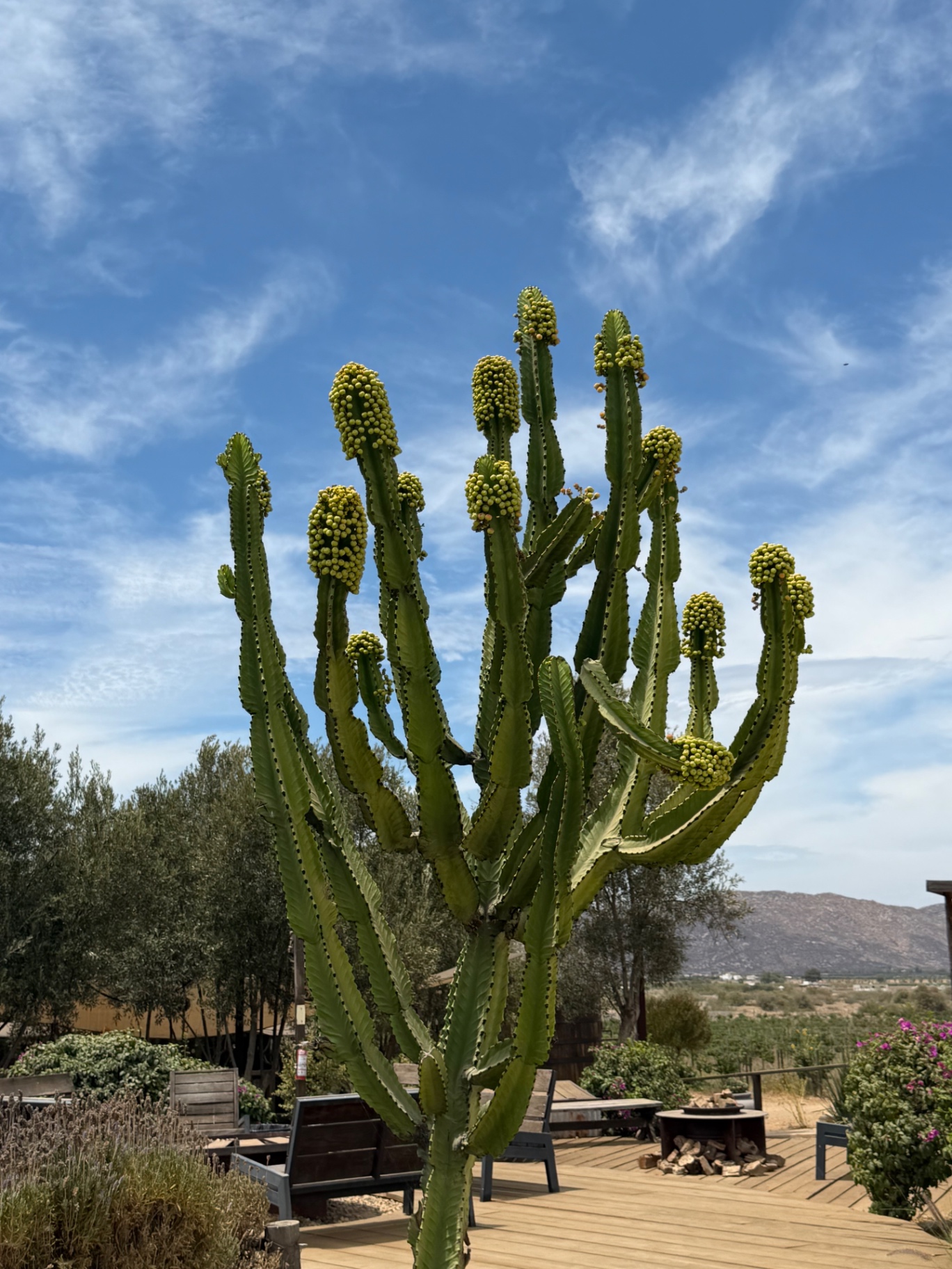 Cactus against clear sky.
