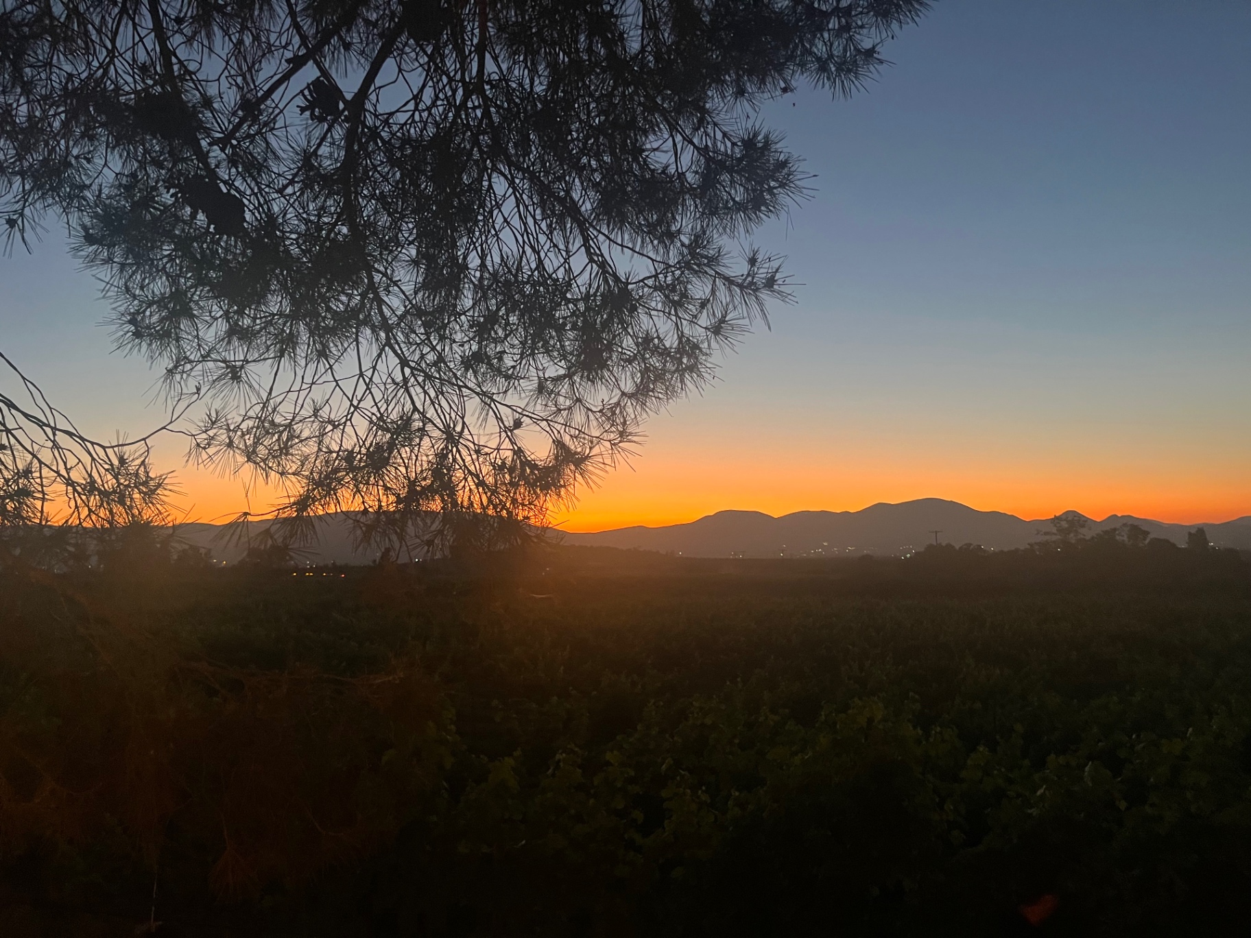 Pine silhouetted over the vineyard at sunset.