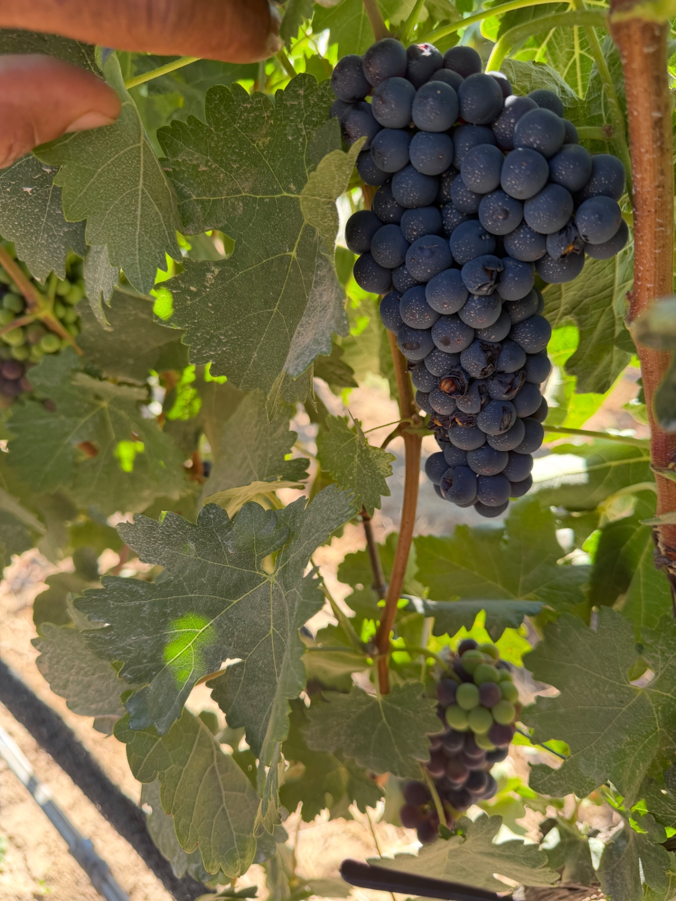 Ripe red grapes on the vine, Valle de Guadalupe.
